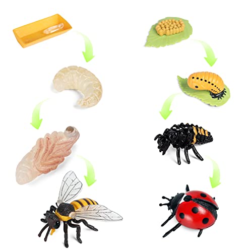 SIENON 8 Stücke Insekt Lebenszyklus Figuren von Honigbiene und Marienkäfer-Plastik Insekt Tier Wachstumszyklus Kit Montessori Spielzeug Lernwerkzeuge Schule Projekt für Kinder 3-8 Jahre alt von SIENON