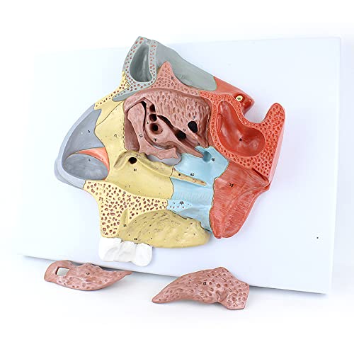 Anatomiemodell der menschlichen Nasenhöhle - Anatomisches Nasenhöhlenmodell - Anatomisches Modell des menschlichen Organs Ethmoid Sinus Nasengang Anatomie-Modell von SIULAS