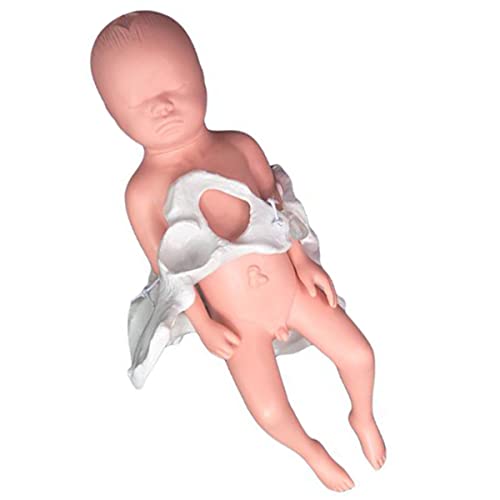 Flexibles Beckenmodell zur Geburt – Modell zur Geburt – mit Fontanelle, Baby- und Becken-Symphysis, bewegliche Sakroiliakgelenke (männlich) von SIULAS