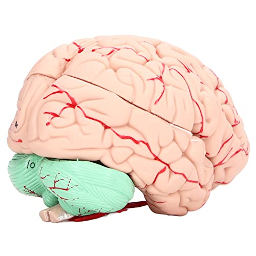 SIXRUN Neurowissenschaften Menschliches Gehirnmodell mit Abnehmbaren Teilen Leichtes PVC -Material für Bildung SIXRUN Neurowissenschaften Menschliches Gehirnmodell mit Abnehmbaren Teilen Leichtes PVC -Material für Bildung von SIXRUN