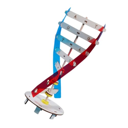 SKISUNO 1Satz DIY DNA Modell Lernspielzeug Biowissenschaften DNA Doppelhelix Modell Für Spannende Experimente Und Kreatives Lernen Wissenschaftliches Lernspielzeug von SKISUNO