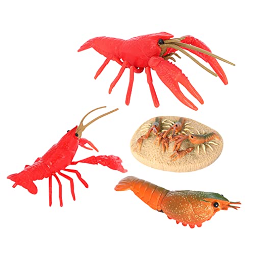 SKISUNO 1satz Crayfish Wachstumszyklus Spielzeug Aus Hochwertigem Realistische Krabbenmodelle Für Fördert Biologisches Lernen Und Kreativität Pädagogisches Spielzeug Für Klassenzimmer Und Zuhause von SKISUNO