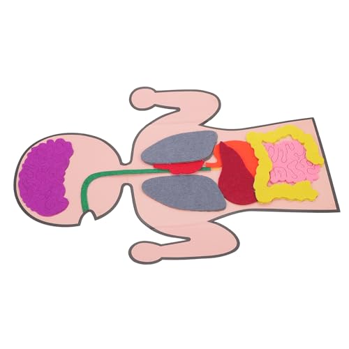 SKISUNO 3sätze DIY Organmodell Spielzeug Für Junge Mädchen Kognitive Lehrhilfe Menschliche Organe Modellbausatz Teile Pädagogisches Lernspielzeug SKISUNO 3sätze DIY Organmodell Spielzeug Für Junge Mädchen Kognitive Lehrhilfe Menschliche Organe Modellbausatz Teile Pädagogisches Lernspielzeug von SKISUNO