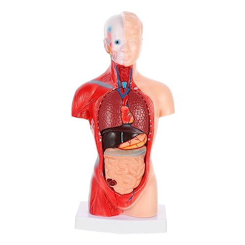 SOESFOUFU Modell Der Menschlichen Thoraxanatomie Set 1 Set Organmodell Für Den Biologieunterricht Zubehör SOESFOUFU Modell Der Menschlichen Thoraxanatomie Set 1 Set Organmodell Für Den Biologieunterricht Zubehör von SOESFOUFU