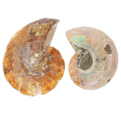 SOESFOUFU 2 Stück Ammonite Adornment Desktop Ornament Klassenzimmer Unterrichtsmaterial SOESFOUFU 2 Stück Ammonite Adornment Desktop Ornament Klassenzimmer Unterrichtsmaterial von SOESFOUFU