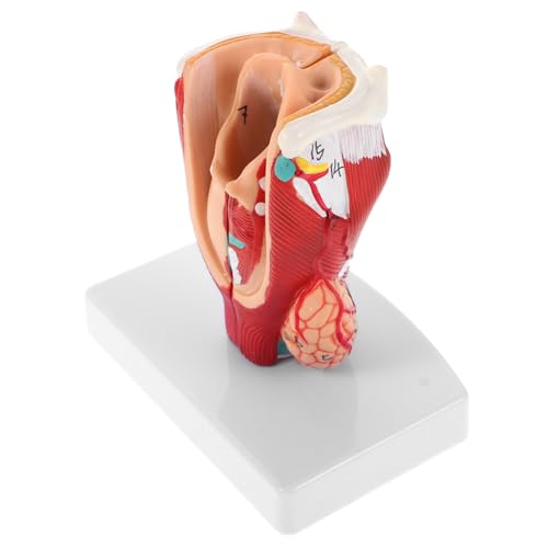 SOESFOUFU Halsmodell: Genaues Halsmodell - Anatomische Darstellung Des Menschlichen Kehlkopf-rachenraums, Pädagogisches Trainingsgerät Für, Krankenhäuser Und Medizinische von SOESFOUFU