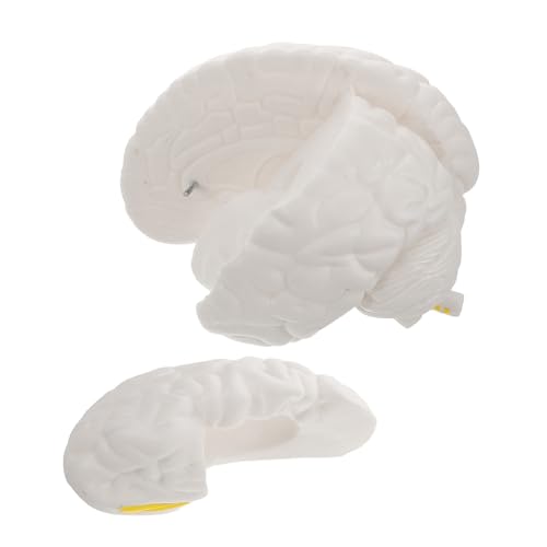 SOESFOUFU Hirnanatomie -Lehrmodell Gehirnstütze menschliches Organmodell Gehirnmodell Körperteilmodell anatomisches Lehrmodell Modell der Gehirnanatomie anatomisches Modell PVC Weiß SOESFOUFU Hirnanatomie -Lehrmodell Gehirnstütze menschliches Organmodell Gehirnmodell Körperteilmodell anatomisches Lehrmodell Modell der Gehirnanatomie anatomisches Modell PVC Weiß von SOESFOUFU