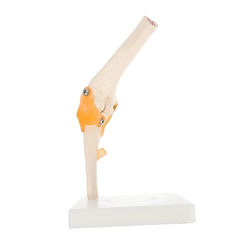 SOIMISS 1 PC Skelettmodell Menschliches Gelenkmodell Menschliches Gelenk Kit Modell Ellenbogengelenk Anatomiemodell Menschlicher Körper Knochenstruktur Kunststoff von SOIMISS