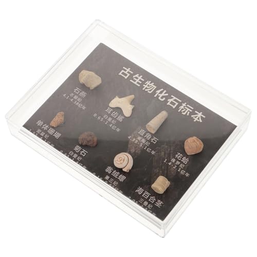 SOIMISS 1 Packung fossiles Exemplar Wissenschaft Dinosaurier- Geode zähne Fossilienexemplare Ausstellung fossiler Exemplare Paläontologische Verzierung Bausatz echtes Modell SOIMISS 1 Packung fossiles Exemplar Wissenschaft Dinosaurier- Geode zähne Fossilienexemplare Ausstellung fossiler Exemplare Paläontologische Verzierung Bausatz echtes Modell von SOIMISS