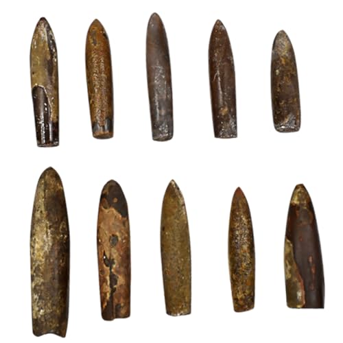 SOIMISS 10 Stü Teiliges Fossilien Paleontologie Unterricht Dekoration Schreibtisch Ornament Naturbelassenes für Wissenschaftliche Sammlung und Lehrzwecke SOIMISS 10 Stü Teiliges Fossilien Paleontologie Unterricht Dekoration Schreibtisch Ornament Naturbelassenes für Wissenschaftliche Sammlung und Lehrzwecke von SOIMISS