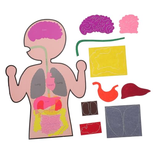 SOIMISS 3 Sätze Menschliche Organe Modellspielzeug Lernspielzeug Bastelset für Ab Jahren Pädagogisches DIY Körper Puzzle zur Kognition Kreativität und Motorik von SOIMISS