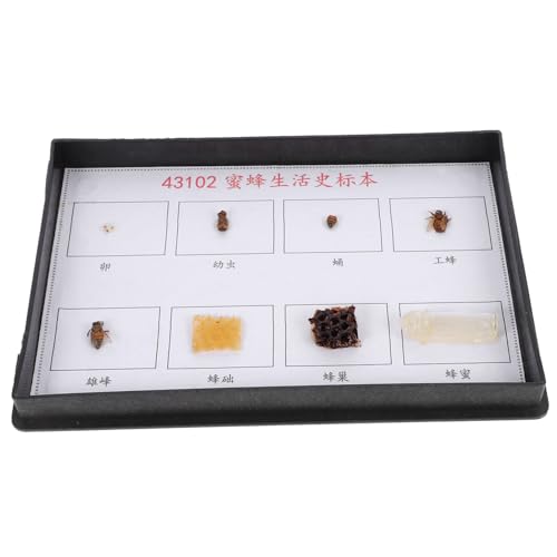 SOIMISS Bee Specimen für Schule und Wissenschaft Realistisches Bienenlebenszyklus Modell zur Unterrichts und Ausstellung Geeignet für Naturforscher Insektenforscher und Bildungszwecke von SOIMISS
