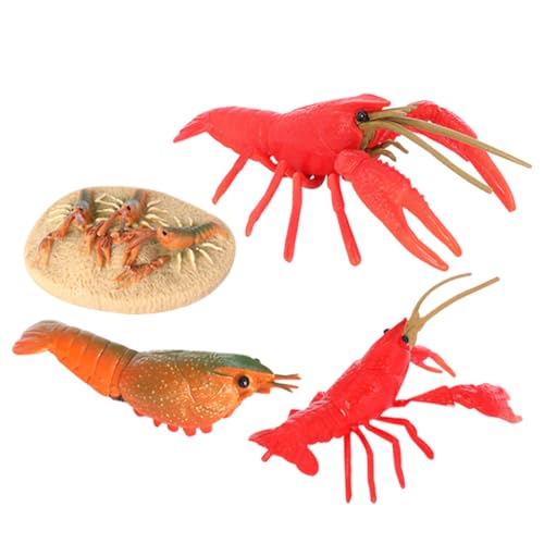 SOIMISS Crayfish Wachstumszyklus Modellspielzeug Realistische Biologische Lernspielzeug Kognitive Naturerfahrung Aquarium Meerestiere Figuren Lernhilfe SOIMISS Crayfish Wachstumszyklus Modellspielzeug Realistische Biologische Lernspielzeug Kognitive Naturerfahrung Aquarium Meerestiere Figuren Lernhilfe von SOIMISS