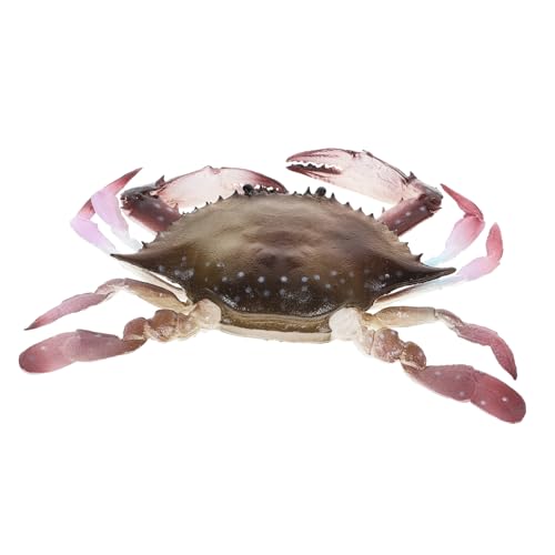 SOIMISS Künstliches Realistisches Krebs PVC Meereslebewesen Modell für Bildung und Dekoration Lebensechte Krabbe für Aquarium Lernspielzeug und Kreative SOIMISS Künstliches Realistisches Krebs PVC Meereslebewesen Modell für Bildung und Dekoration Lebensechte Krabbe für Aquarium Lernspielzeug und Kreative von SOIMISS
