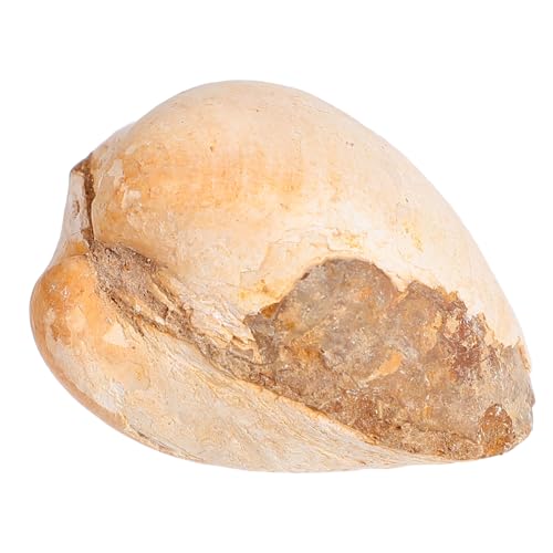 SOIMISS Palaeo Ocean Muschel Modell Naturgetreues Meeres Tier Wissenschaft Lehrmaterial Dekoratives Sammlerstück für Unterricht und Sichere Qualitätsverarbeitung Vielseitig als Deko und von SOIMISS