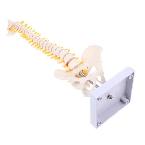 1stk Wirbelsäulenmodell Anatomie Skelett Kabelmodell Skelettanatomie Skelettwirbelsäule Menschliches Modell Wirbelsäule Und Modell Menschliche Anatomie Stütze Üben Körper Pvc Weiß SOLUSTRE von SOLUSTRE
