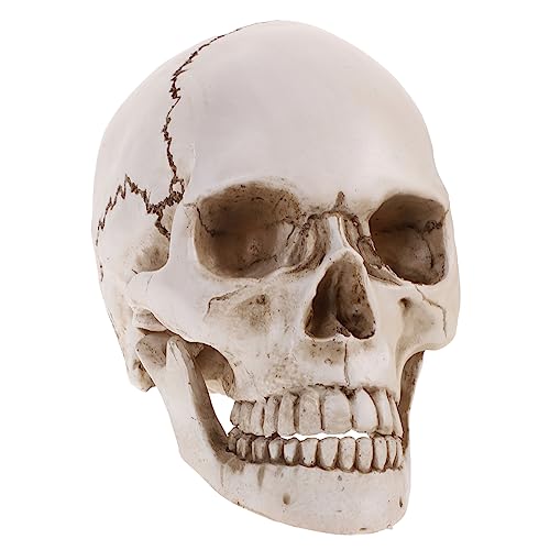 SOLUSTRE Menschlicher Schädel Medizinisches Modell Bewegliche Zähne -requisite Für Halloween- von SOLUSTRE