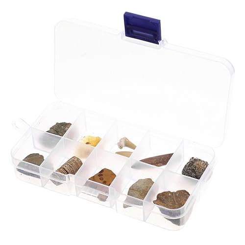 SOLUSTRE 1 Satz Biologische Fossilien Stem-wissenschafts-kit Meereslebewesen Natürlicher Bernstein Erziehungswissenschaftliches Exemplar Edelstein-ausgrabungsset Trilobit Felsen 10st SOLUSTRE 1 Satz Biologische Fossilien Stem-wissenschafts-kit Meereslebewesen Natürlicher Bernstein Erziehungswissenschaftliches Exemplar Edelstein-ausgrabungsset Trilobit Felsen 10st von SOLUSTRE