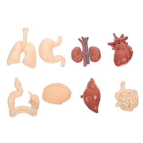 SOLUSTRE 1 Satz Menschliches Inneres Organmodell Anatomie Und Abnehmbar Des Herzens Gehirnmodell Lehrmodell Für Orgeln Versteckte Figuren Modell Des Menschlichen Körpers Für Pvc SOLUSTRE 1 Satz Menschliches Inneres Organmodell Anatomie Und Abnehmbar Des Herzens Gehirnmodell Lehrmodell Für Orgeln Versteckte Figuren Modell Des Menschlichen Körpers Für Pvc von SOLUSTRE