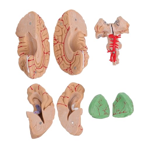 SOLUSTRE 1 Stk Gehirnmodell Anatomisches Modell des Gehirns Anatomie der menschlichen Arterie Männchen Lehrmodul die Schaufensterpuppe Mannequin Modelle Mann-Gehirn-Modell einzigartig PVC von SOLUSTRE