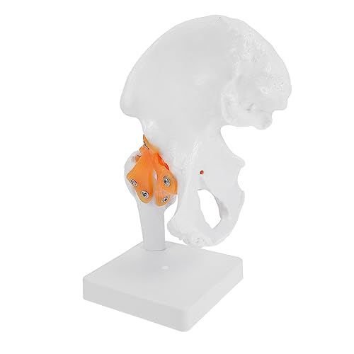 SOLUSTRE 1 Stk Hip-Modell Schaufensterpuppen Mann modell anatomical model plastisches anatomisches Modell menschliches Skelettmodell aus funktionell Suite PVC von SOLUSTRE
