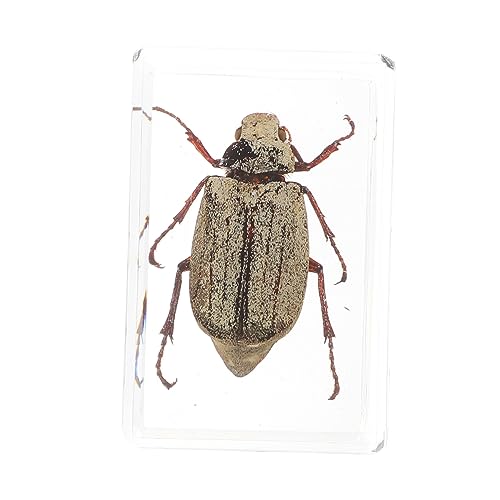 SOLUSTRE 1 Stk Insektenexemplar bernsteinfarbene Exemplare Bernstein Spinne Bernstein-Insekten Schläger Bausatz schulzubehör schulsachen Bernstein Anhänger natürliche Bernsteinproben Harz SOLUSTRE 1 Stk Insektenexemplar bernsteinfarbene Exemplare Bernstein Spinne Bernstein-Insekten Schläger Bausatz schulzubehör schulsachen Bernstein Anhänger natürliche Bernsteinproben Harz von SOLUSTRE
