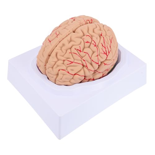 SOLUSTRE 1stück Abnehmbares Anatomisches Modell Des Menschlichen Gehirns Medizinisches Cerebrovaskuläres Modell Für Unterricht Studie Teilig Realistische Darstellung Der Gehirnstruktur SOLUSTRE 1stück Abnehmbares Anatomisches Modell Des Menschlichen Gehirns Medizinisches Cerebrovaskuläres Modell Für Unterricht Studie Teilig Realistische Darstellung Der Gehirnstruktur von SOLUSTRE