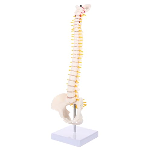 SOLUSTRE 1stück Wirbelsäulenmodell Mit Anatomischem Tailbone Flexibles Skelettmodell Für Ausbildung Geeignet Für Ärzte Pflegekräfte Und Studierende von SOLUSTRE