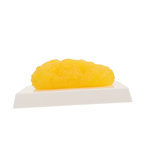 SOLUSTRE Realistisches Gelbes Menschliches Fettmodell 1 Lb Plastikfett Beispiel Zum Lernen von SOLUSTRE