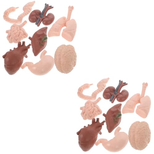 SOLUSTRE 16 Stk menschliches Organmodell 3D-Anatomiemodell Kidcraft-Spielset Organe Spielzeug Modelle Kinderspielzeug Lehrmittel Lehrhilfe Körper Werkzeug Ornamente Requisiten Baby Plastik von SOLUSTRE