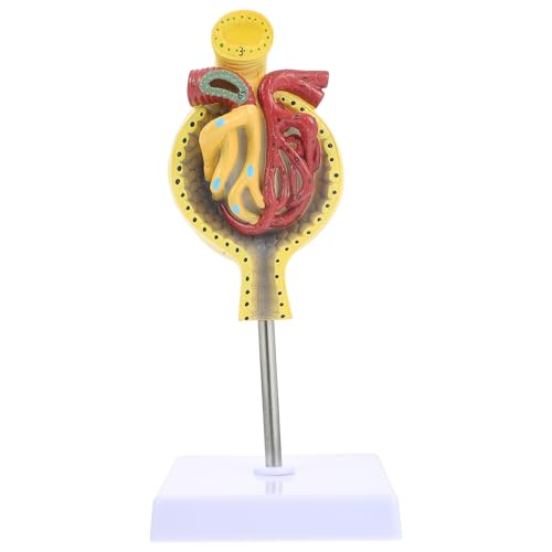 SOLUSTRE 1Stk Glomeruläres Modell Anatomie Skelettmodell Nierenmodell Spiel Studie Nierenkörpermodell Nierenkörper-Unterrichtsmodell Glomerulus-Modell anzeigen Glomerulus-Show-Modell PVC von SOLUSTRE