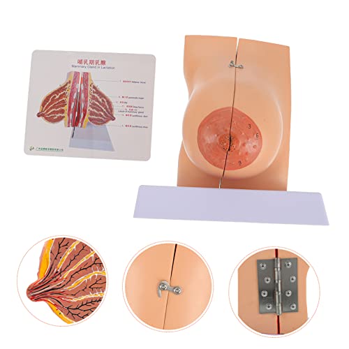 SOLUSTRE 1Stück Anatomisches Brustmodell für Medizinische Lehre Weibliches Anatomisches Modell für Physiologie und Hygiene Geeignet für Medizinschulen und Pflegeausbildung SOLUSTRE 1Stück Anatomisches Brustmodell für Medizinische Lehre Weibliches Anatomisches Modell für Physiologie und Hygiene Geeignet für Medizinschulen und Pflegeausbildung von SOLUSTRE
