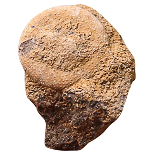 SOLUSTRE 1stk Fossiles Exemplar Eines Seeigels Pädagogisches Probe Seeigel Desktop-ornament Modell Dekoration Lehrmittel Schüler Unterrichten Seeigel-verzierung Tischschmuck SOLUSTRE 1stk Fossiles Exemplar Eines Seeigels Pädagogisches Probe Seeigel Desktop-ornament Modell Dekoration Lehrmittel Schüler Unterrichten Seeigel-verzierung Tischschmuck von SOLUSTRE