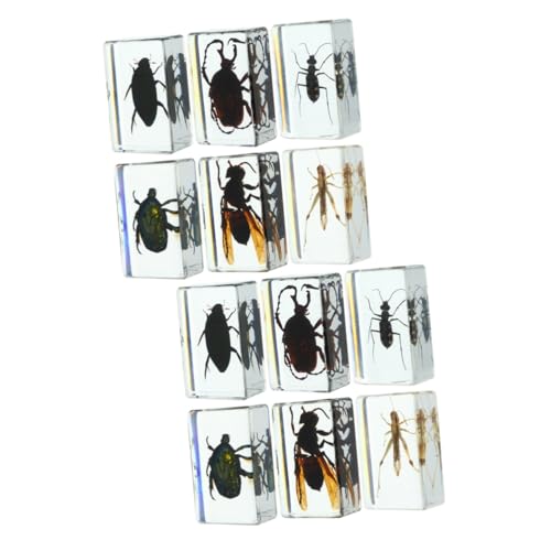 SOLUSTRE 2 Sätze Insektenexemplar Fehlerbetrachter Fehler Für Insektenfänger Für Insektenbehälter Bug-sammler Pädagogische Bugs Exemplar Harz Transparent 6 Stück * 2 von SOLUSTRE