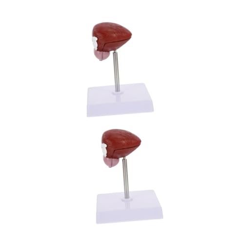 SOLUSTRE 2 Stk Blasenmodell Lehrmittel Physiologie voll Handheld- Gehirnmodell Figur Anatomisches Modell der menschlichen Blase Demonstrationsgeräte für den Unterricht Lehrhilfe Plastik SOLUSTRE 2 Stk Blasenmodell Lehrmittel Physiologie voll Handheld- Gehirnmodell Figur Anatomisches Modell der menschlichen Blase Demonstrationsgeräte für den Unterricht Lehrhilfe Plastik von SOLUSTRE