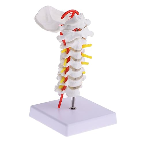 SOLUSTRE 2 Stk Halswirbelsäule mit Halsschlagader miniatures wirbelsäule modell Modell Spinalnerven Schaufensterpuppen Skelettmodell Modell menschlichen Halswirbelsäule von SOLUSTRE
