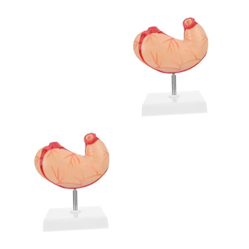 SOLUSTRE 2 Stk Natürliches Big-Bauch-Modell Körper menschlich Figur Anatomiemodell Magenmodell Magen Lehrmodell Magen Schnittmodell medizinisches anatomisches Modell Lehrhilfe Plastik SOLUSTRE 2 Stk Natürliches Big-Bauch-Modell Körper menschlich Figur Anatomiemodell Magenmodell Magen Lehrmodell Magen Schnittmodell medizinisches anatomisches Modell Lehrhilfe Plastik von SOLUSTRE