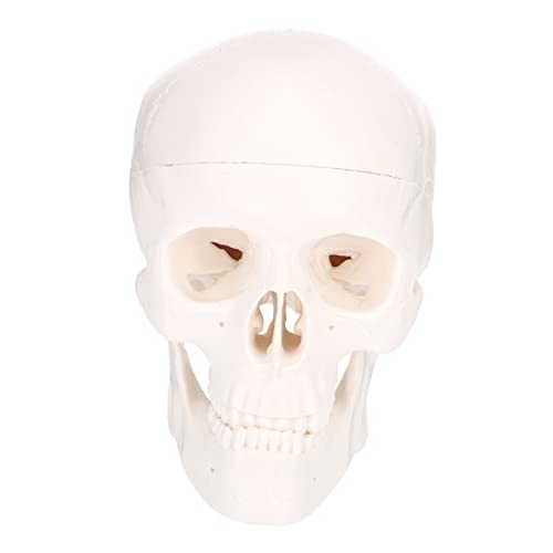 SOLUSTRE 2 Stk Schädel Modell Skelette Skelett-halloween-dekoration Skelett Hund Skelett- Skeletthand Großer Realistisch Riesiges Skelett Plastik Weiß von SOLUSTRE