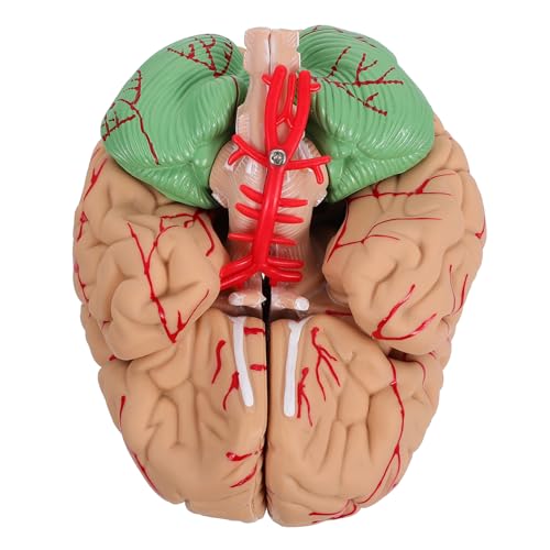 SOLUSTRE 2 Stk Gehirnmodell Werkzeug für den Gehirnunterricht Anatomie der menschlichen Arterie Lehrmodul Puppe Männchen Modelle Mann-Gehirn-Modell anatomisches Modell einzigartig PVC von SOLUSTRE
