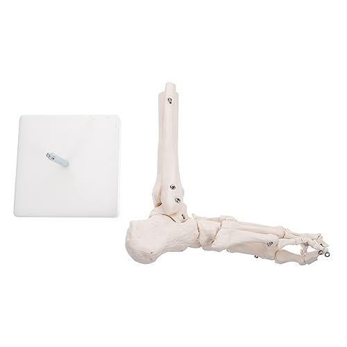 SOLUSTRE 2St Modell des Fußgelenks Schaufensterpuppe Fußknochenmodell Männchen sfp-Modul Modelle plastisches anatomisches Modell Anatomisches PVC-Modell menschlicher Körper Ausrüstung Weiß von SOLUSTRE