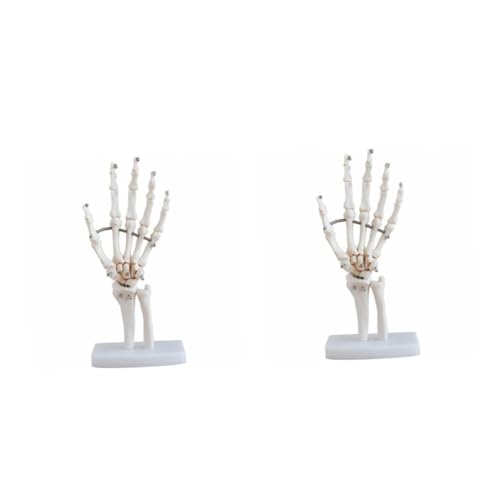 SOLUSTRE 2St handgelenk modell Bausatz Skelette Hand joint model Hand skeleton model werkzeug Menschliches artikulierendes anatomisches Modell Anatomisches Modell des Handskeletts PVC Weiß von SOLUSTRE