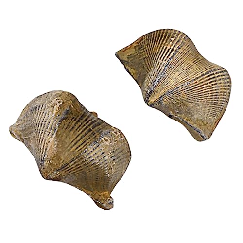 SOLUSTRE 2St pädagogisches fossilien paläontologie trauzeugengeschenke naturwissenschaft ziernieten modell Dekoration Brachiopodenschmuck Tischschmuck Desktop-Ornament SOLUSTRE 2St pädagogisches fossilien paläontologie trauzeugengeschenke naturwissenschaft ziernieten modell Dekoration Brachiopodenschmuck Tischschmuck Desktop-Ornament von SOLUSTRE