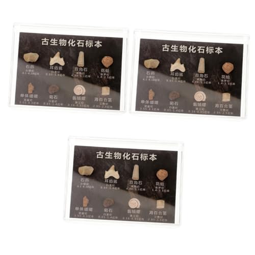 SOLUSTRE 3 Kisten Fossiles Exemplar Teufelsaugen-schlüsselanhänger Mini-hygrometer-thermometer Handbuch Pfoten Dekorative Pfoten Dinosaurier Monitor Lamelle Regal Perlen Deckel Aquarium SOLUSTRE 3 Kisten Fossiles Exemplar Teufelsaugen-schlüsselanhänger Mini-hygrometer-thermometer Handbuch Pfoten Dekorative Pfoten Dinosaurier Monitor Lamelle Regal Perlen Deckel Aquarium von SOLUSTRE