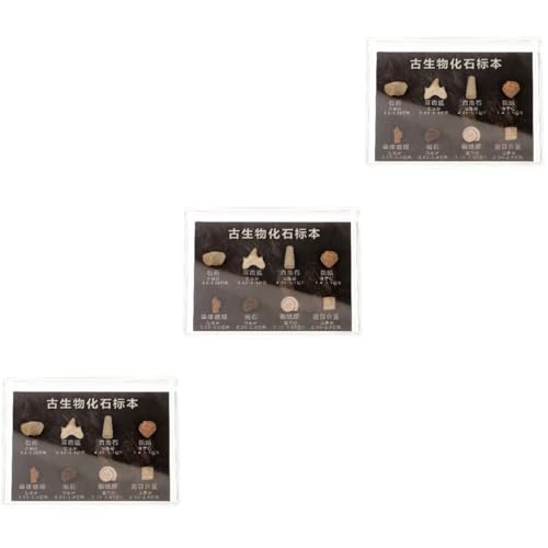 SOLUSTRE 3 Kisten fossiles Exemplar Anzeige Aquarium Perlen Geode Dinosaurier- zähne Fossilienexemplare Fossiles Meteoritenzahnexemplar Schüler unterrichten Sammelprobe Steindekor SOLUSTRE 3 Kisten fossiles Exemplar Anzeige Aquarium Perlen Geode Dinosaurier- zähne Fossilienexemplare Fossiles Meteoritenzahnexemplar Schüler unterrichten Sammelprobe Steindekor von SOLUSTRE