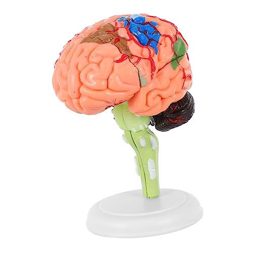 SOLUSTRE 3 Stk Experimentelle Lehrmedizin molekular Modell Organe menschlich Wissenschaft Torso Luft Mein Körperrätsel Plasmakugel Herz Skelett Gehirn Puzzle schulsachen schulzeug PVC SOLUSTRE 3 Stk Experimentelle Lehrmedizin molekular Modell Organe menschlich Wissenschaft Torso Luft Mein Körperrätsel Plasmakugel Herz Skelett Gehirn Puzzle schulsachen schulzeug PVC von SOLUSTRE