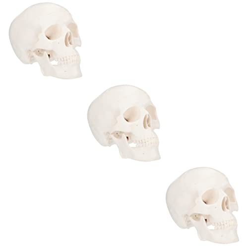 SOLUSTRE 3 Stk Schädel Modell Skeletthand Skelett- Skelette Riesiges Skelett Skelett-halloween-dekoration Skelett Hund Großer Realistisch Plastik Weiß von SOLUSTRE