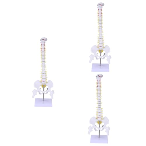 SOLUSTRE 3 Stk Wirbelsäulenmodell Ganzkörper Anatomiemodell des Skeletts menschliches Knochenmodell Puppe Modelle Steißbein-Modell Medizinisches Anatomiemodell Erwachsener Replik PVC Weiß von SOLUSTRE
