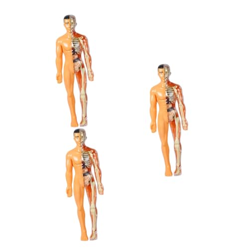 SOLUSTRE 3 Teiliges Modell Menschlicher Organe Modelle Kinderspielzeug Skelettspielzeug Wissenschafts Kits Für Skelett Puzzle Modell Der Menschlichen Anatomie Wissenschafts Kit Für von SOLUSTRE