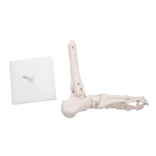 SOLUSTRE 3St Modell des Fußgelenks Anatomie Skelettmodell Sprunggelenkmodell aus Kunststoff Modelle PVC menschliches Skelettmodell plastisches anatomisches Modell menschlicher Körper Weiß von SOLUSTRE