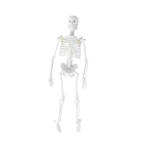 SOLUSTRE 3st Modelle Modell Des Menschlichen Körpers Für Kinder Anatomisches Studienmodell Skelett in Voller Größe Menschliches Skelettmodell Anatomiemodell Statue Menschlicher Körper von SOLUSTRE